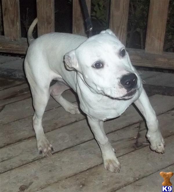 American Pit Bull Puppies