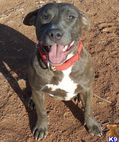American Pit Bull Puppies in FL
