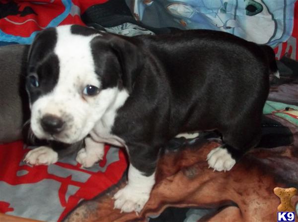 American Pit Bull Puppies in FL