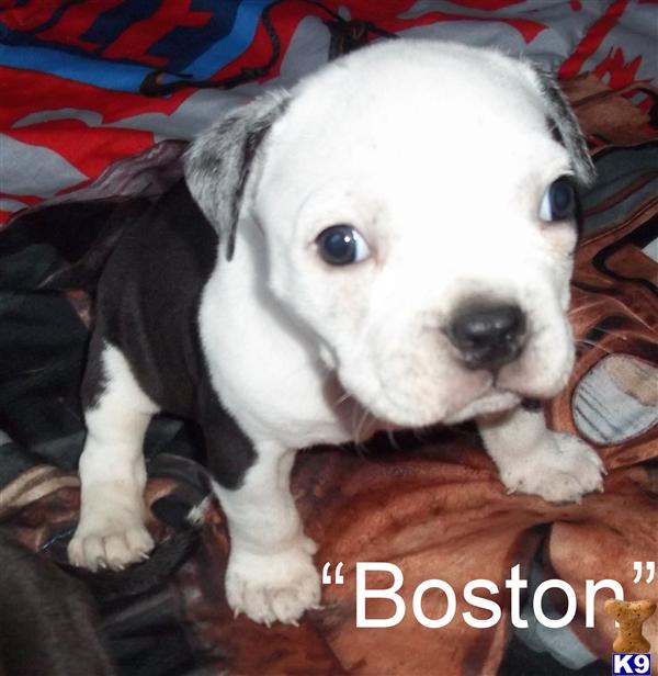 American Pit Bull Puppies in FL