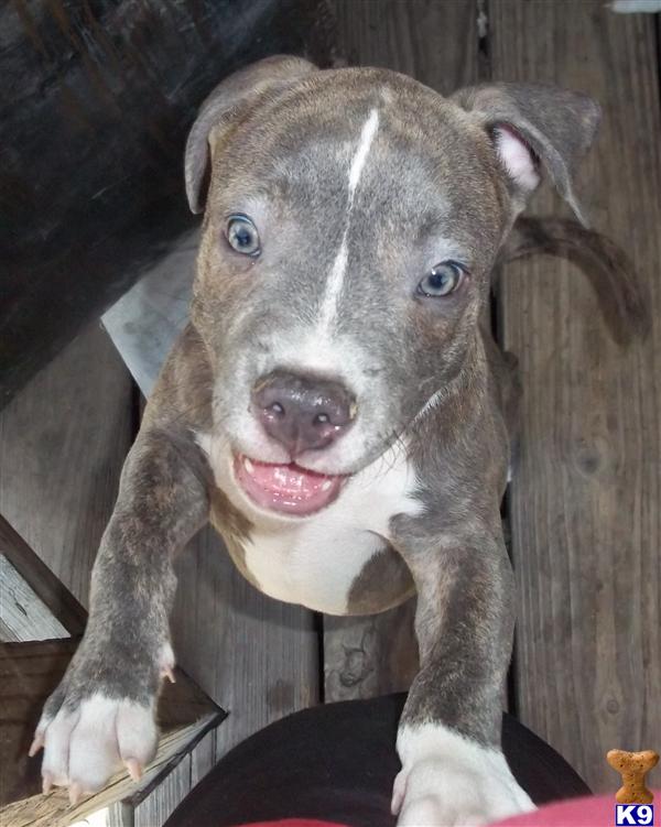 American Pit Bull Puppies in FL