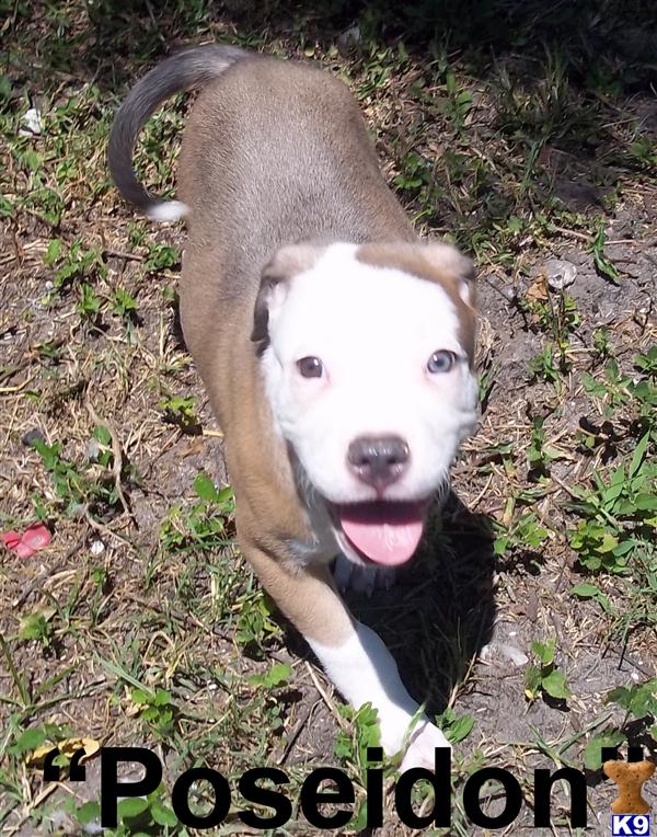 American Pit Bull Puppies in FL