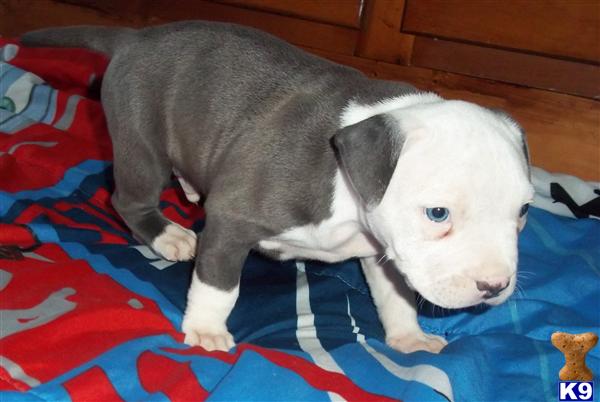 American Pit Bull Puppies in FL