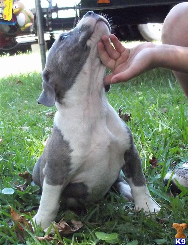 American Pit Bull Puppies in FL