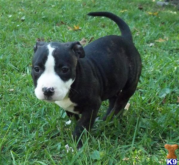 American Pit Bull Puppies in FL