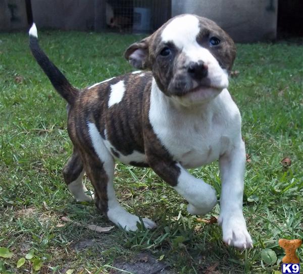 American Pit Bull Puppies in FL