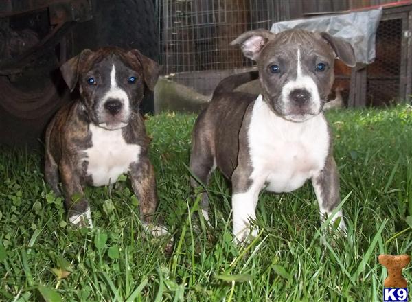 Puppies in FL