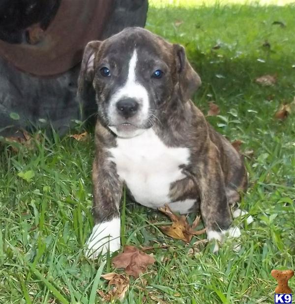 American Pit Bull Puppies in FL