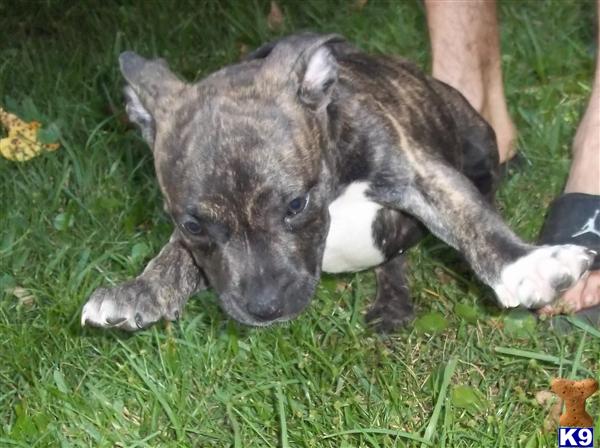 American Pit Bull Puppies in FL