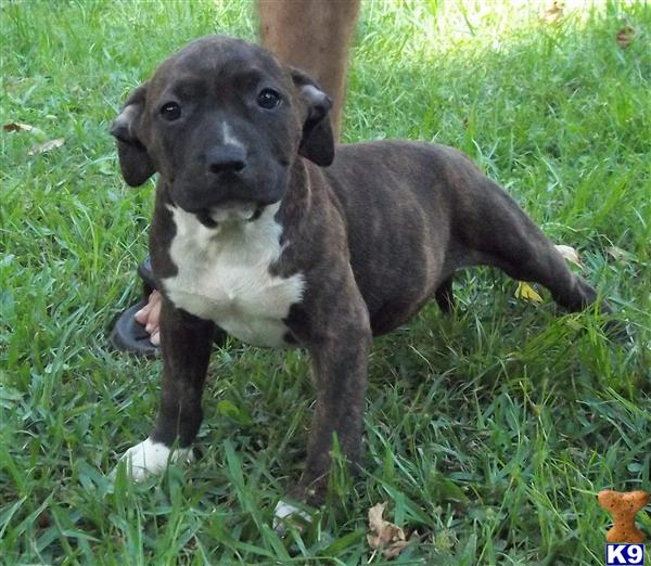 American Pit Bull Puppies in FL