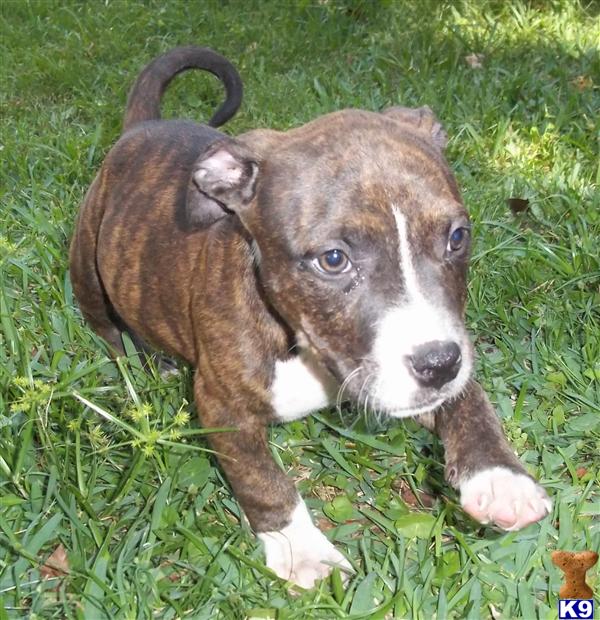 American Pit Bull Puppies in FL