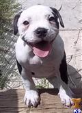 American Pit Bull