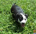 American Pit Bull