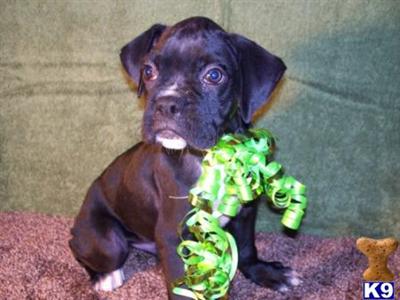 Boxer Puppies for Sale