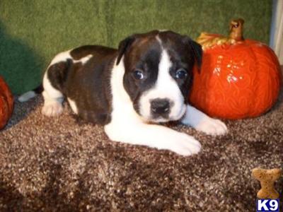 Staffordshire Bull Terrier Puppies for Sale