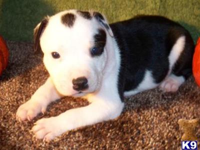 Staffordshire Bull Terrier Puppies for Sale