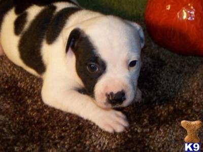 Staffordshire Bull Terrier Puppies for Sale