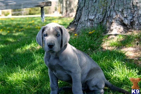 great dane puppies for sale in indiana document moved great dane puppies for sale in indiana document moved