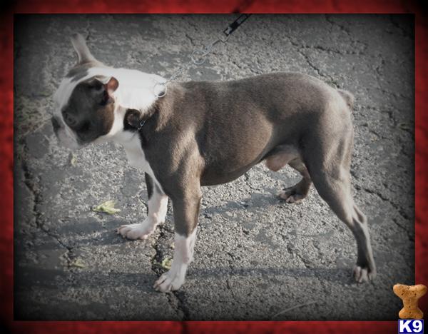 Stud Dogs - Boston Terrier