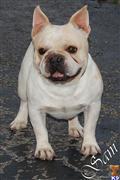 Stud Dog