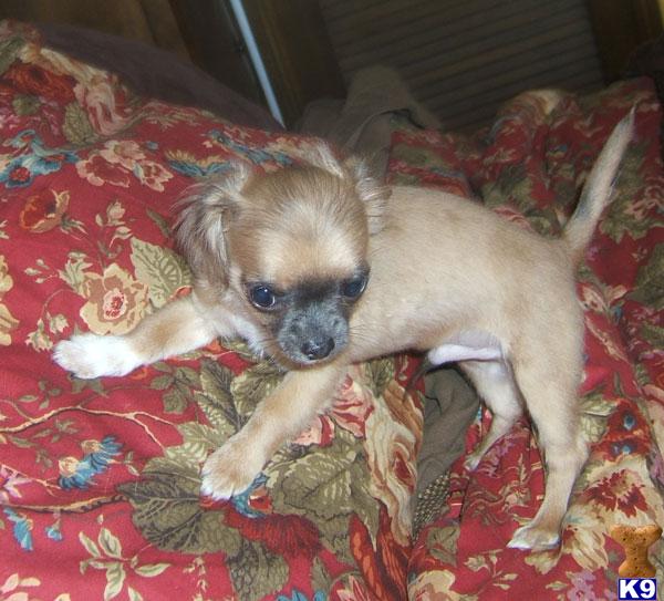 Puppies in OR