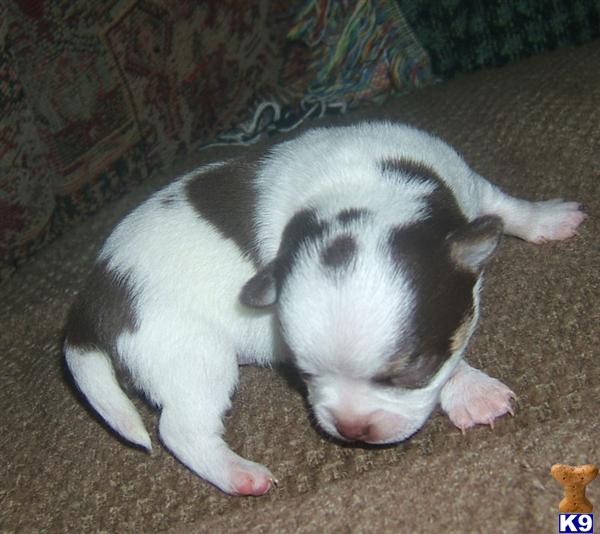 Puppies in Salem