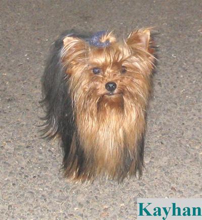 Stud Dogs in OR