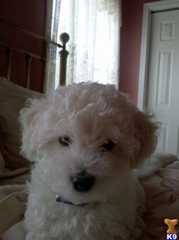 Bichon Frise Puppies