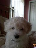 Bichon Frise