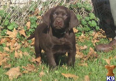 German Shorthaired Pointer Puppies for Sale