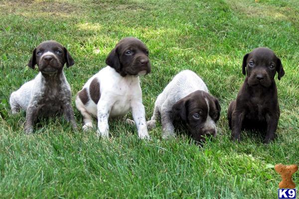 German Shorthaired Pointer Puppies