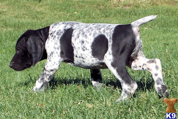 german shorthaired pointer puppies california german shorthaired pointer puppies california sale german shorthaired pointer puppies california german shorthaired pointer puppies california sale