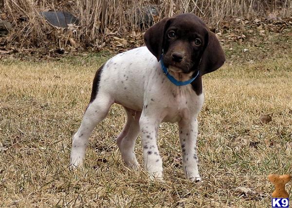 german shorthaired pointer puppies wisconsin document moved german shorthaired pointer puppies wisconsin document moved
