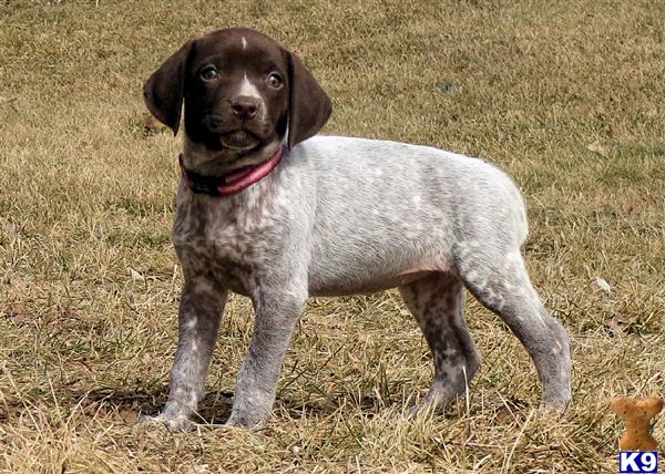 german shorthaired pointer puppies wisconsin document moved german shorthaired pointer puppies wisconsin document moved