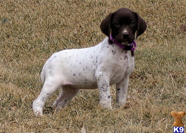 german shorthaired pointer puppies wisconsin document moved german shorthaired pointer puppies wisconsin document moved