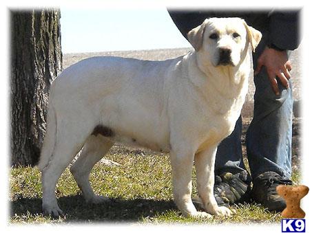 Dogs for Sale in WI