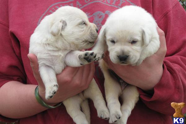 golden retriever puppies for sale in wisconsin. Labrador Retriever Puppies in