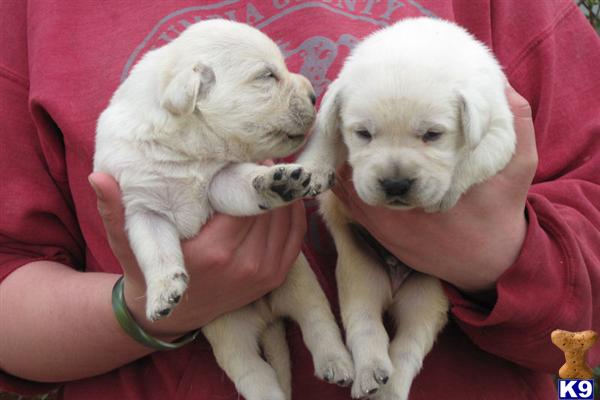 golden retriever puppies for sale in alabama. dresses Golden Retriever