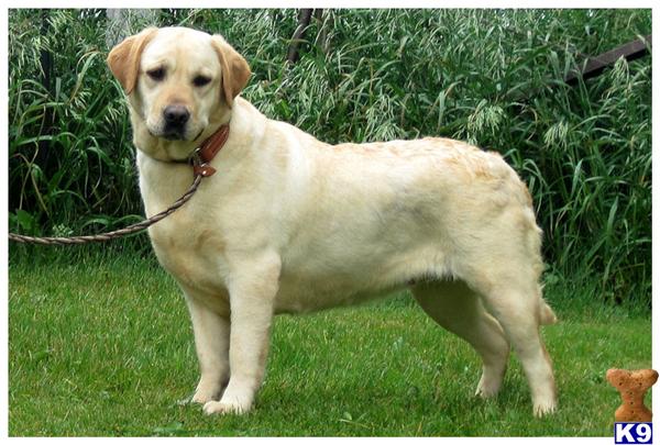 Dogs for Sale in WI