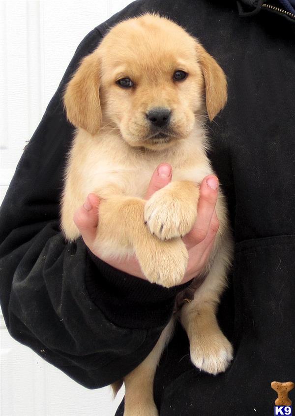 Puppies in WI