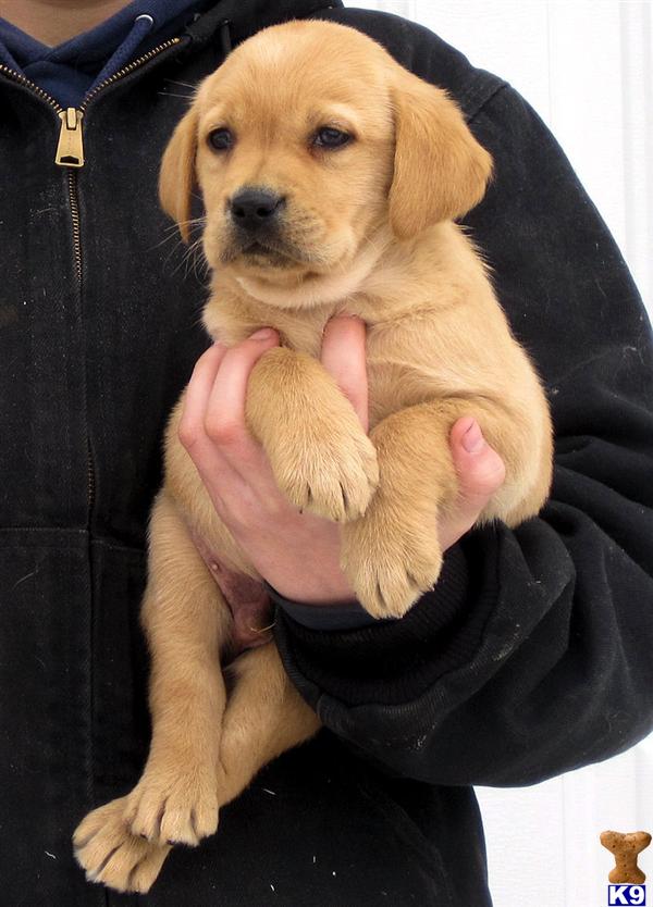 Puppies in WI