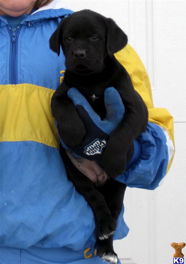 Puppies in WI