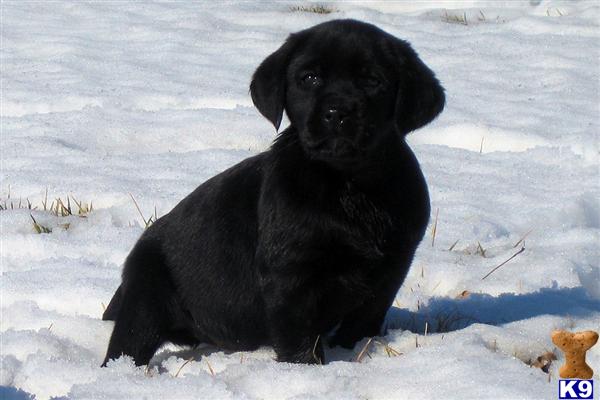 Puppies in WI