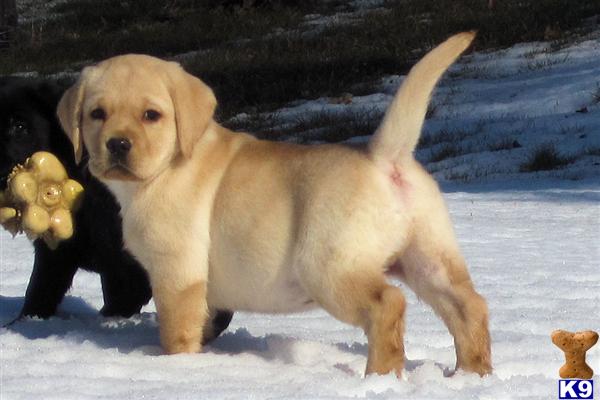 Puppies in WI
