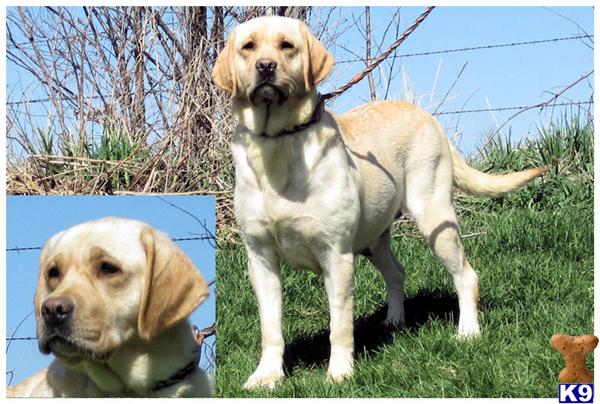 Dogs for Sale in WI