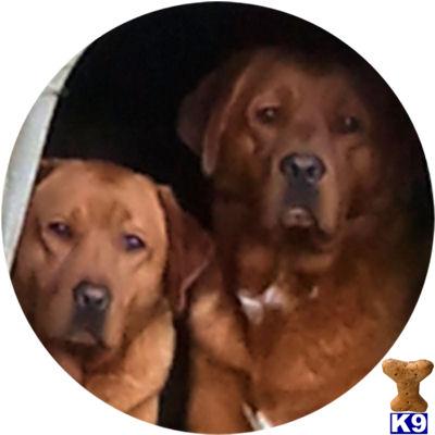 Dogs for Sale in WI