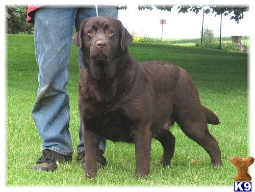 Dogs for Sale in WI