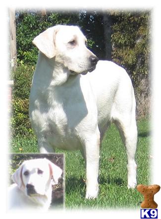 Dogs for Sale in WI
