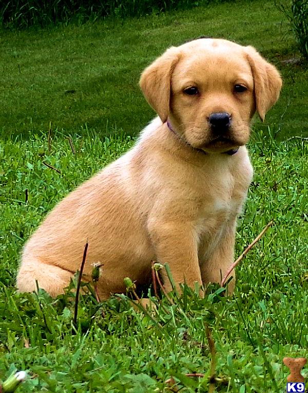 puppies for sale in wi document moved puppies for sale in wi document moved