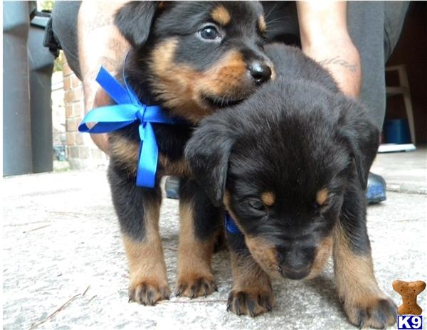 Puppies in Jonesboro